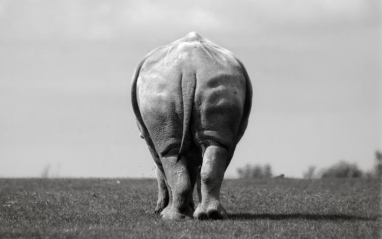 слон, чёрно-белое, вид сзади, elephant, black and white, rear view