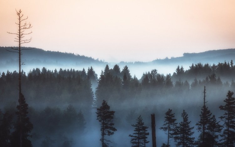 природа, лес, пейзаж, утро, туман, сосны, nature, forest, landscape, morning, fog, pine