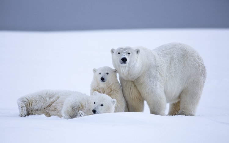 снег, зима, медведи, белый медведь, аляска, северный полюс, медвежата, snow, winter, bears, polar bear, alaska, north pole