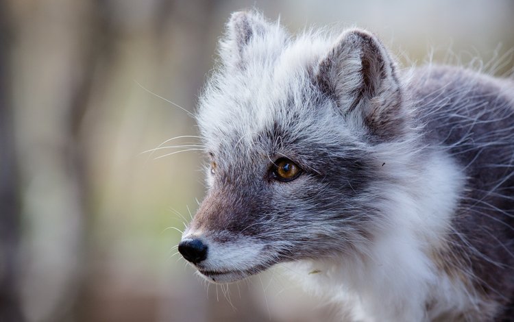 мордочка, взгляд, песец, полярная лисица, арктическая лиса, muzzle, look, fox, polar fox, arctic fox