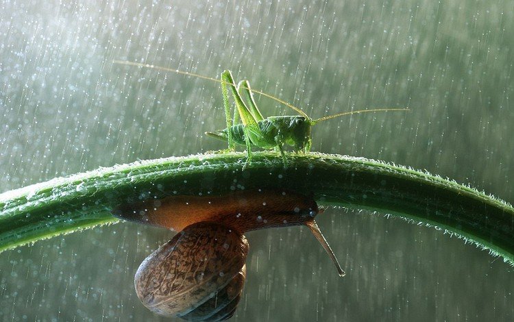 трава, насекомое, капли, дождь, улитка, кузнечик, брюхоногий моллюск, grass, insect, drops, rain, snail, grasshopper