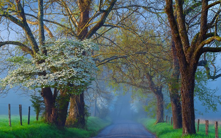 дорога, деревья, природа, туман, ветки, road, trees, nature, fog, branches