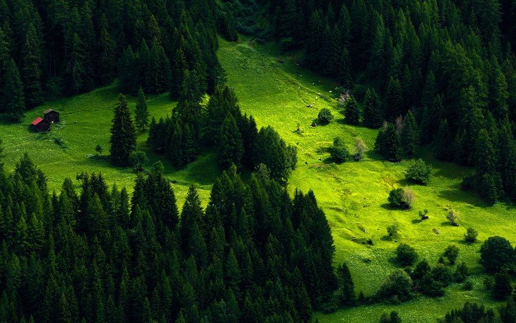 трава, деревья, зелень, склон, гора, домики, швейцария, луг, grass, trees, greens, slope, mountain, houses, switzerland, meadow
