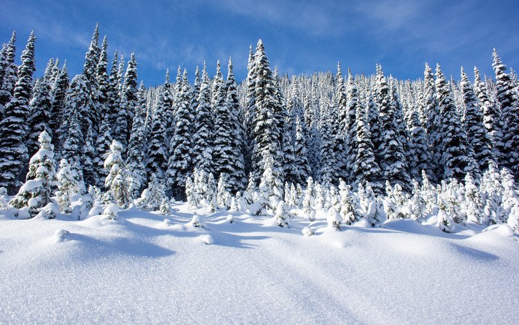 небо, деревья, снег, лес, зима, пейзаж, сугробы, the sky, trees, snow, forest, winter, landscape, the snow