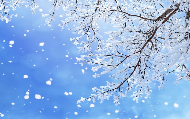 небо, ветки, ветка, снег, природа, дерево, зима, макро, снежинки, the sky, branches, branch, snow, nature, tree, winter, macro, snowflakes