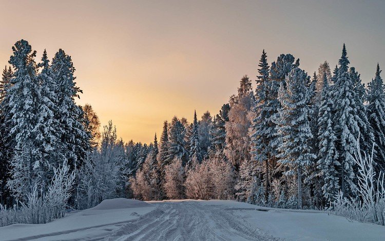дорога, деревья, снег, природа, лес, зима, road, trees, snow, nature, forest, winter
