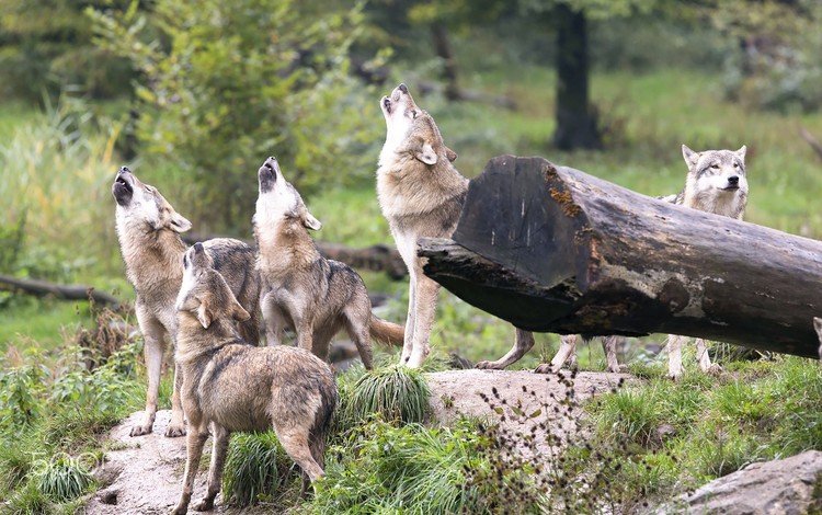 лес, хищники, волки, стая, волк, вой, стая волков, forest, predators, wolves, pack, wolf, howl, a pack of wolves