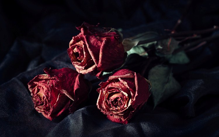 цветы, розы, лепестки, черный фон, букет, сухие, flowers, roses, petals, black background, bouquet, dry