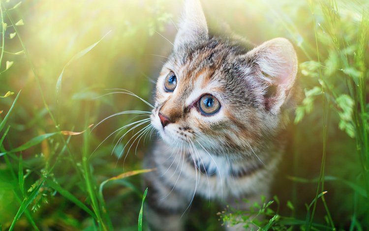 глаза, трава, мордочка, усы, кошка, взгляд, котенок, спу, eyes, grass, muzzle, mustache, cat, look, kitty, spu