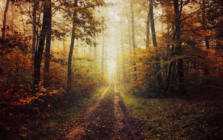 деревья, природа, лес, осень, тропинка, trees, nature, forest, autumn, path