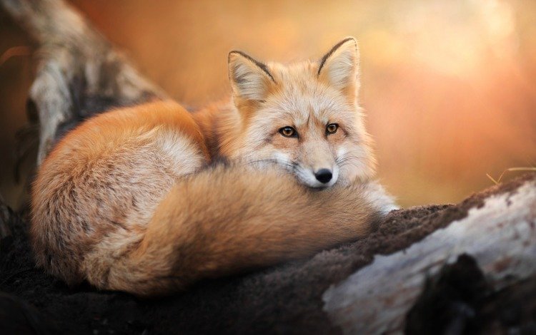 взгляд, лиса, хищник, лисица, хвост, look, fox, predator, tail