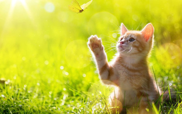 трава, кот, кошка, бабочка, котенок, рыжий, лапка, grass, cat, butterfly, kitty, red, foot
