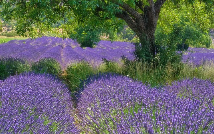 цветы, дерево, поле, лаванда, flowers, tree, field, lavender