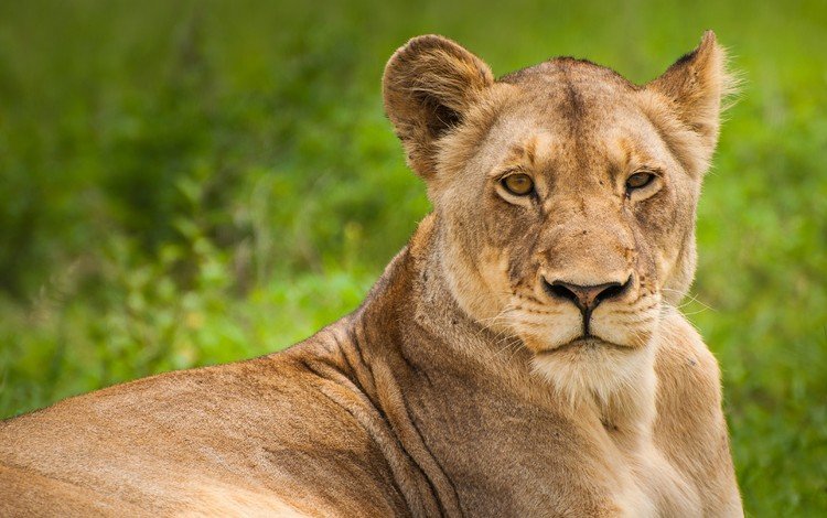 морда, взгляд, хищник, лев, львица, саванна, дикая кошка, face, look, predator, leo, lioness, savannah, wild cat