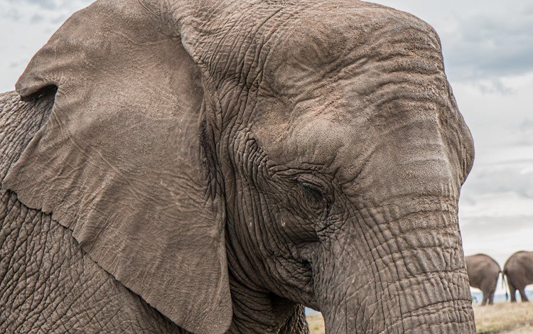 слон, уши, слоны, хобот, elephant, ears, elephants, trunk