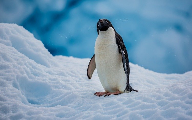 снег, птица, пингвин, антарктида, пингвин адели, snow, bird, penguin, antarctica, penguin adelie