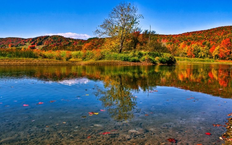 озеро, природа, лес, листья, пейзаж, осень, lake, nature, forest, leaves, landscape, autumn