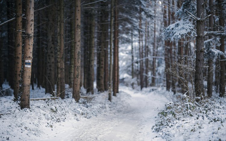 деревья, снег, природа, лес, зима, тропинка, trees, snow, nature, forest, winter, path