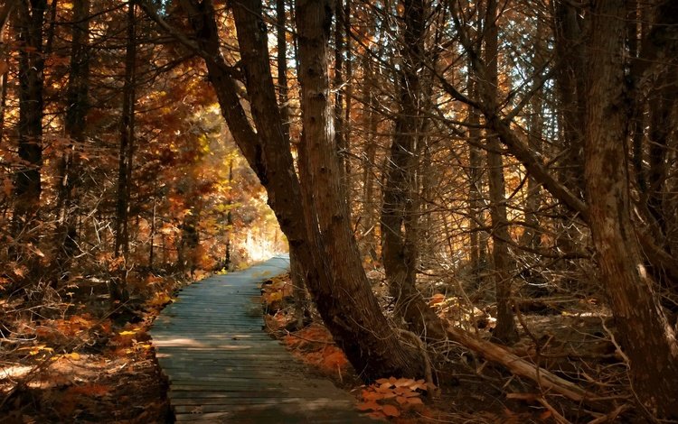 дорога, деревья, природа, лес, осень, road, trees, nature, forest, autumn
