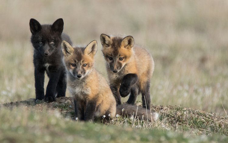 семья, детеныши, лисята, лисы, family, cubs, fox