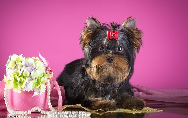 цветы, собака, щенок, ожерелье, бантик, йорк, йоркширский терьер, flowers, dog, puppy, necklace, bow, york, yorkshire terrier