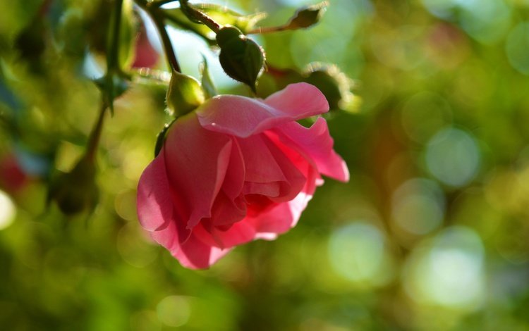 цветок, роза, лепестки, боке, flower, rose, petals, bokeh