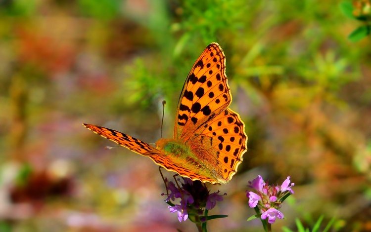 цветы, природа, насекомое, бабочка, крылья, flowers, nature, insect, butterfly, wings