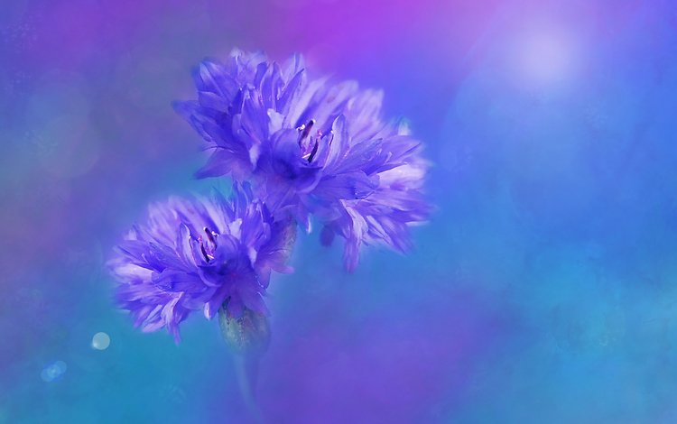 цветы, фон, размытость, синие, васильки, flowers, background, blur, blue, cornflowers