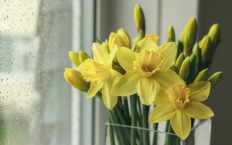 цветы, капли, весна, букет, окно, стекло, нарциссы, flowers, drops, spring, bouquet, window, glass, daffodils