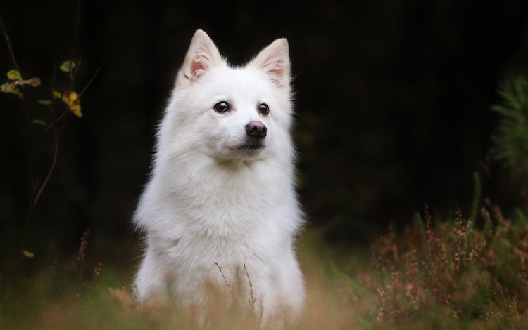 собака, шпиц, белая швейцарская овчарка, японский шпиц, домашняя собака, dog, spitz, the white swiss shepherd dog