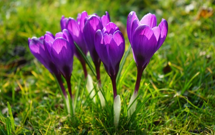 цветы, трава, поле, луг, весна, фиолетовые, крокусы, flowers, grass, field, meadow, spring, purple, crocuses
