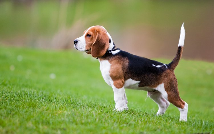 трава, собака, щенок, бигль, grass, dog, puppy, beagle
