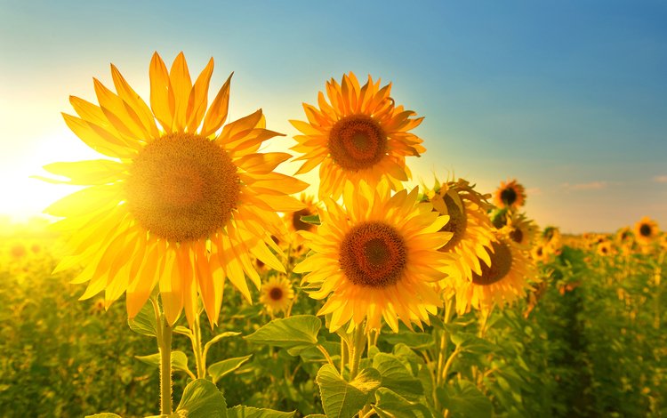 небо, солнце, лучи, лепестки, подсолнухи, желтые цветы, the sky, the sun, rays, petals, sunflowers, yellow flowers