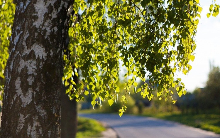 дорога, дерево, листья, ветки, весна, береза, road, tree, leaves, branches, spring, birch