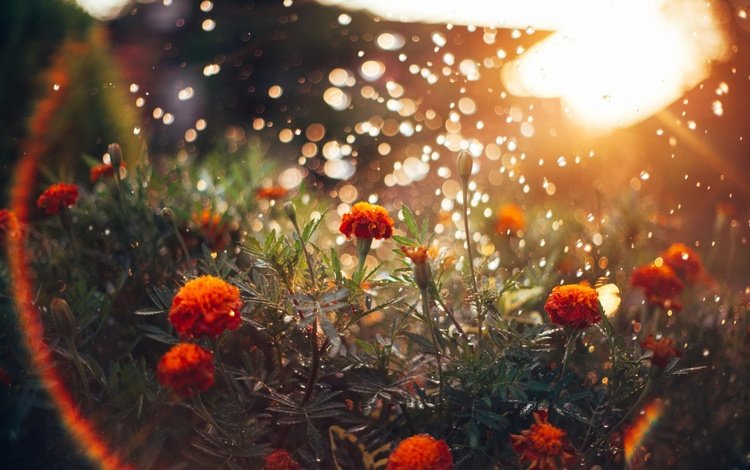 свет, цветы, солнце, блики, бархатцы, light, flowers, the sun, glare, marigolds