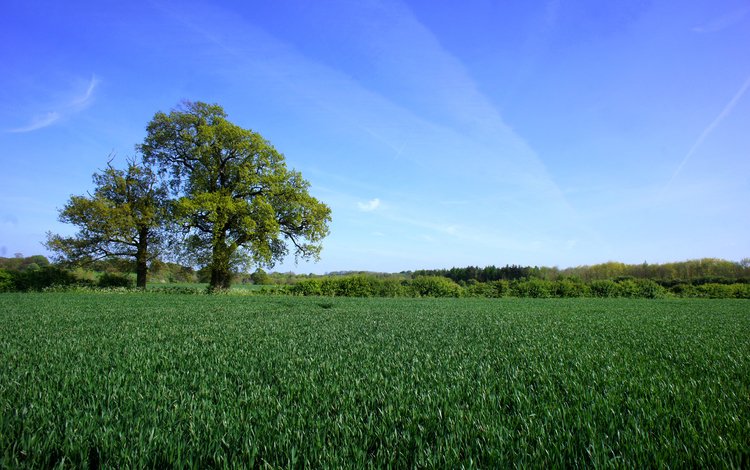 небо, трава, деревья, пейзаж, поле, горизонт, the sky, grass, trees, landscape, field, horizon