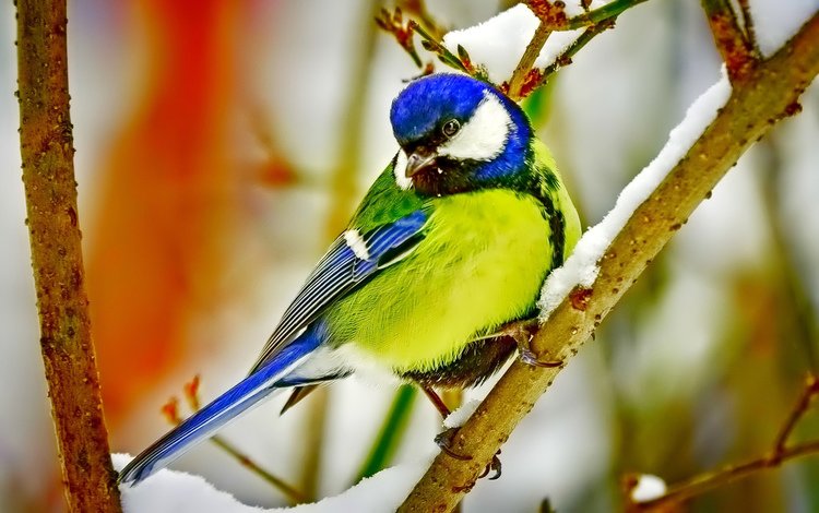 ветка, снег, птица, клюв, перья, синица, branch, snow, bird, beak, feathers, tit