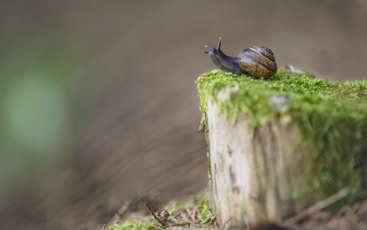 размытость, мох, улитка, пень, blur, moss, snail, stump