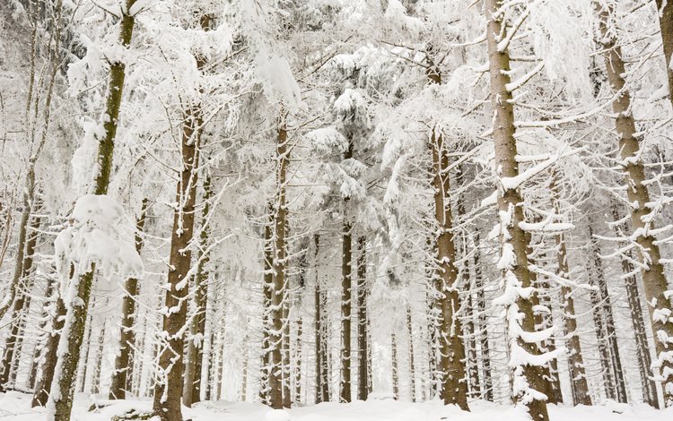 деревья, снег, лес, зима, ветки, стволы, trees, snow, forest, winter, branches, trunks