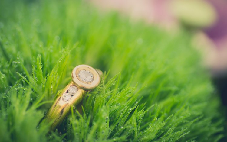 трава, капли, кольцо, grass, drops, ring