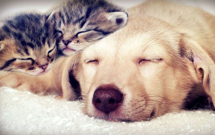 сон, собака, кошки, котята, мордочки, закрытые глаза, sleep, dog, cats, kittens, faces, closed eyes