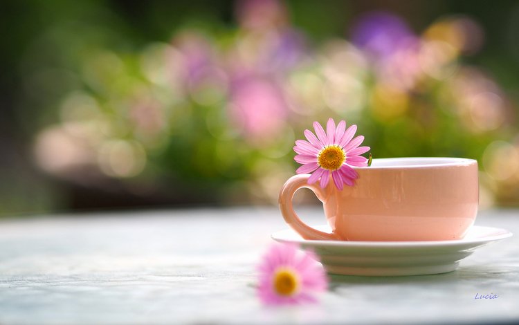 цветок, лепестки, размытость, чашка, чай, flower, petals, blur, cup, tea