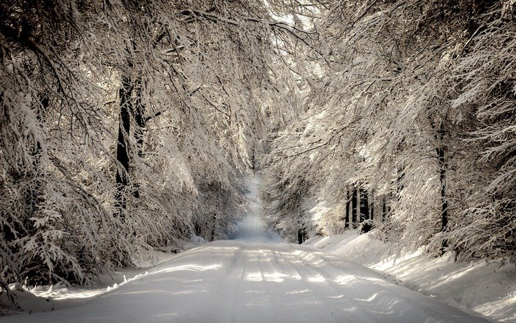 дорога, деревья, снег, лес, зима, ветки, иней, road, trees, snow, forest, winter, branches, frost
