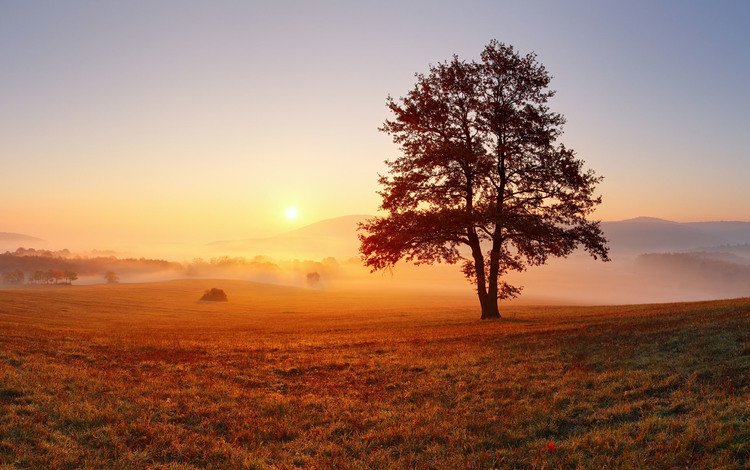 дерево в поле, небо, свет, дерево, утро, туман, горизонт, рассвет, луг, tree in a field, the sky, light, tree, morning, fog, horizon, dawn, meadow