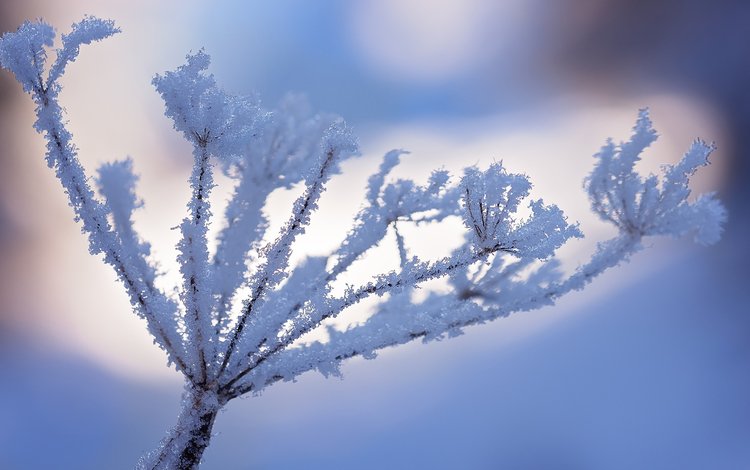 снег, природа, зима, макро, иней, растение, snow, nature, winter, macro, frost, plant