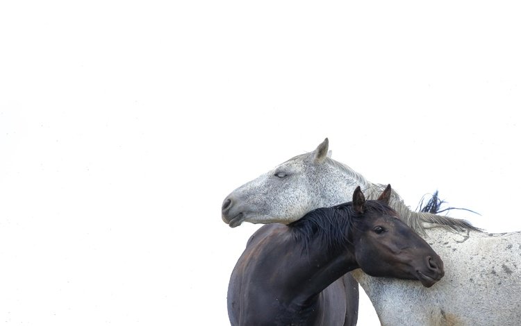парочка, белый фон, лошади, кони, a couple, white background, horse, horses