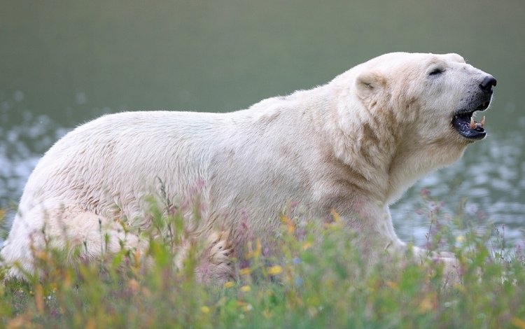цветы, трава, медведь, белый медведь, полярный, flowers, grass, bear, polar bear, polar