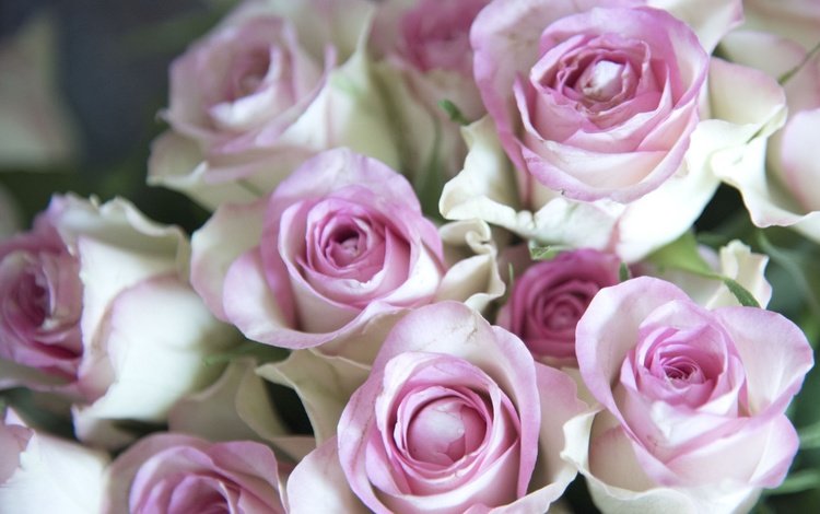цветы, бутоны, розы, лепестки, букет, нежность, flowers, buds, roses, petals, bouquet, tenderness