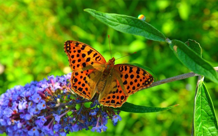 насекомое, цветок, бабочка, крылья, размытость, весна, insect, flower, butterfly, wings, blur, spring