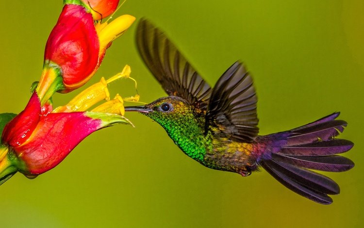 цветок, крылья, птица, клюв, колибри, колибри-халибура, flower, wings, bird, beak, hummingbird, hummingbird-chalybura